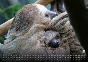 Faultiere – Chill mal! - 2027 - Kalender