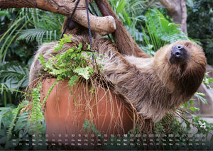 Faultiere – Chill mal! - 2027 - Kalender