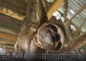 Faultiere – Chill mal! - 2027 - Kalender