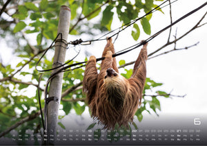 Faultiere – Chill mal! - 2027 - Kalender
