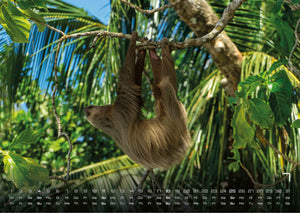 Faultiere – Chill mal! - 2027 - Kalender