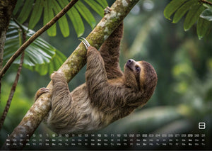 Faultiere – Chill mal! - 2027 - Kalender
