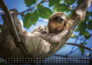 Faultiere – Chill mal! - 2027 - Kalender