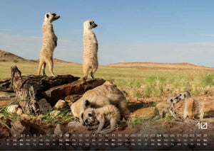 Erdmännchen – Kleine Wächter, große Abenteuer! - 2027 - Kalender