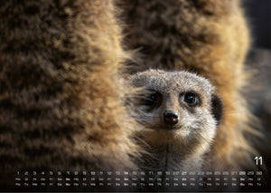 Erdmännchen – Kleine Wächter, große Abenteuer! - 2027 - Kalender