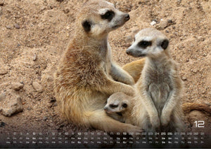 Erdmännchen – Kleine Wächter, große Abenteuer! - 2027 - Kalender