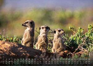 Erdmännchen – Kleine Wächter, große Abenteuer! - 2027 - Kalender