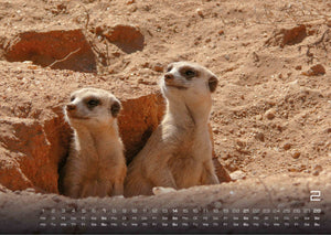 Erdmännchen – Kleine Wächter, große Abenteuer! - 2027 - Kalender