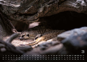 Erdmännchen – Kleine Wächter, große Abenteuer! - 2027 - Kalender
