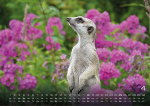Erdmännchen – Kleine Wächter, große Abenteuer! - 2027 - Kalender