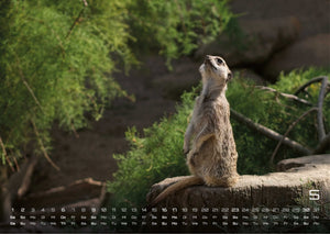 Erdmännchen – Kleine Wächter, große Abenteuer! - 2027 - Kalender