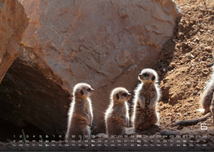 Erdmännchen – Kleine Wächter, große Abenteuer! - 2027 - Kalender