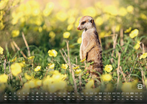 Erdmännchen – Kleine Wächter, große Abenteuer! - 2027 - Kalender