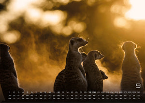 Erdmännchen – Kleine Wächter, große Abenteuer! - 2027 - Kalender