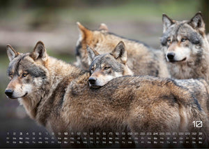 Wolf – Im Schatten des Waldes - 2027 - Kalender