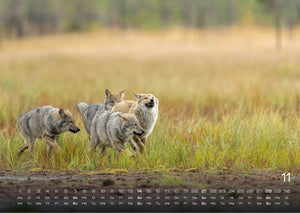 Wolf – Im Schatten des Waldes - 2027 - Kalender