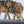 Wolf – Im Schatten des Waldes - 2027 - Kalender