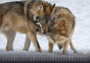 Wolf – Im Schatten des Waldes - 2027 - Kalender