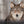 Wolf – Im Schatten des Waldes - 2027 - Kalender