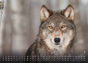 Wolf – Im Schatten des Waldes - 2027 - Kalender