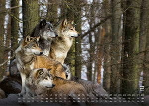 Wolf – Im Schatten des Waldes - 2027 - Kalender