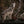 Wolf – Im Schatten des Waldes - 2027 - Kalender