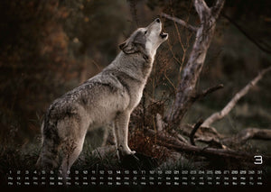 Wolf – Im Schatten des Waldes - 2027 - Kalender