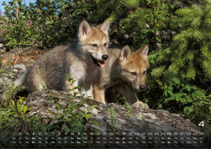 Wolf – Im Schatten des Waldes - 2027 - Kalender