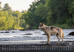 Wolf – Im Schatten des Waldes - 2027 - Kalender