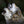 Wolf – Im Schatten des Waldes - 2027 - Kalender