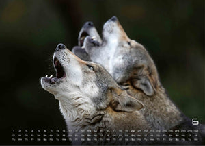 Wolf – Im Schatten des Waldes - 2027 - Kalender