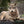 Wolf – Im Schatten des Waldes - 2027 - Kalender