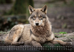 Wolf – Im Schatten des Waldes - 2027 - Kalender