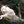Wolf – Im Schatten des Waldes - 2027 - Kalender