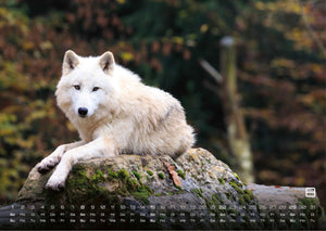 Wolf – Im Schatten des Waldes - 2027 - Kalender
