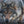 Wolf – Im Schatten des Waldes - 2027 - Kalender
