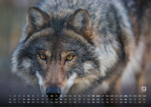 Wolf – Im Schatten des Waldes - 2027 - Kalender