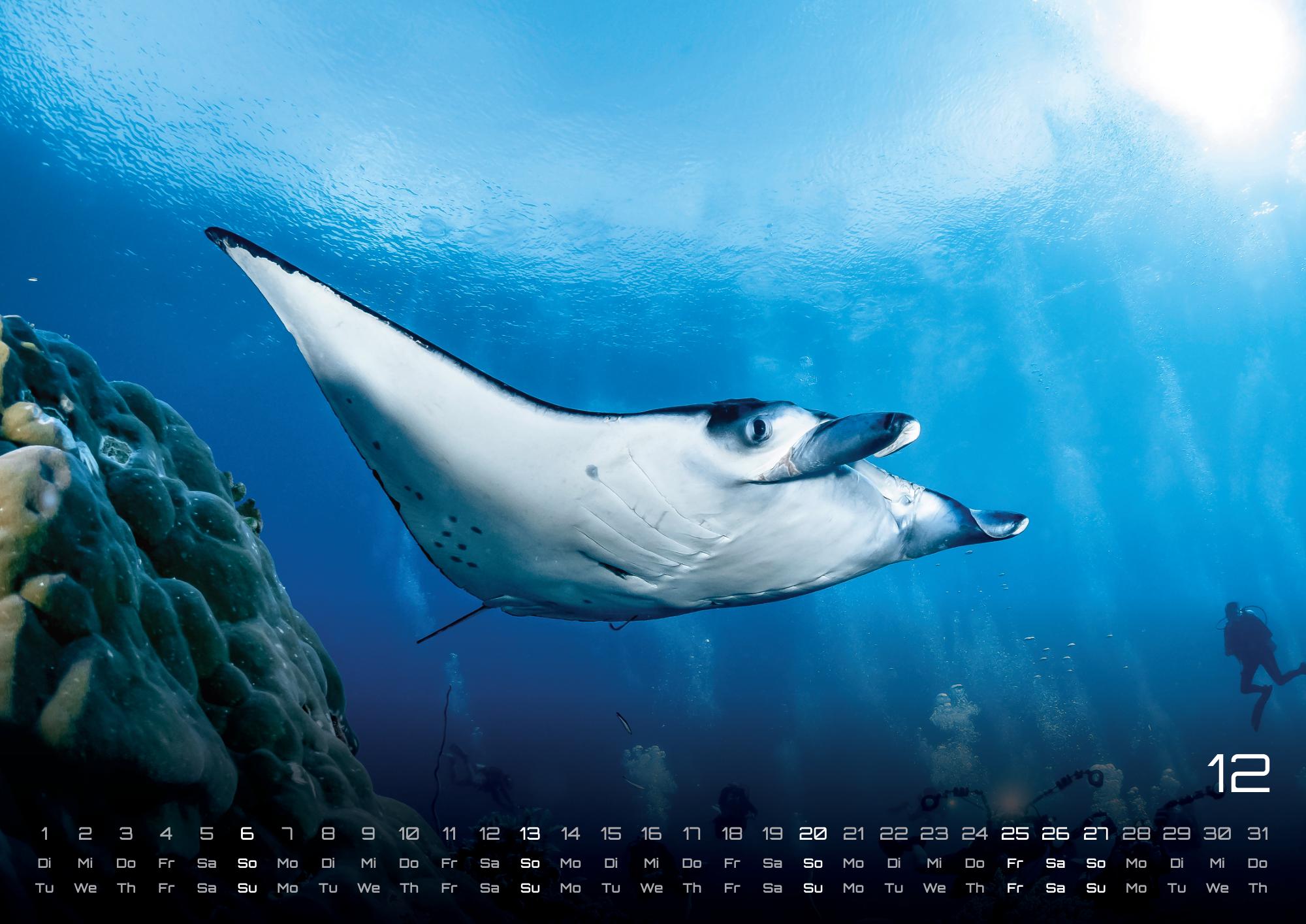 GPF-SEALIFE26_page_13