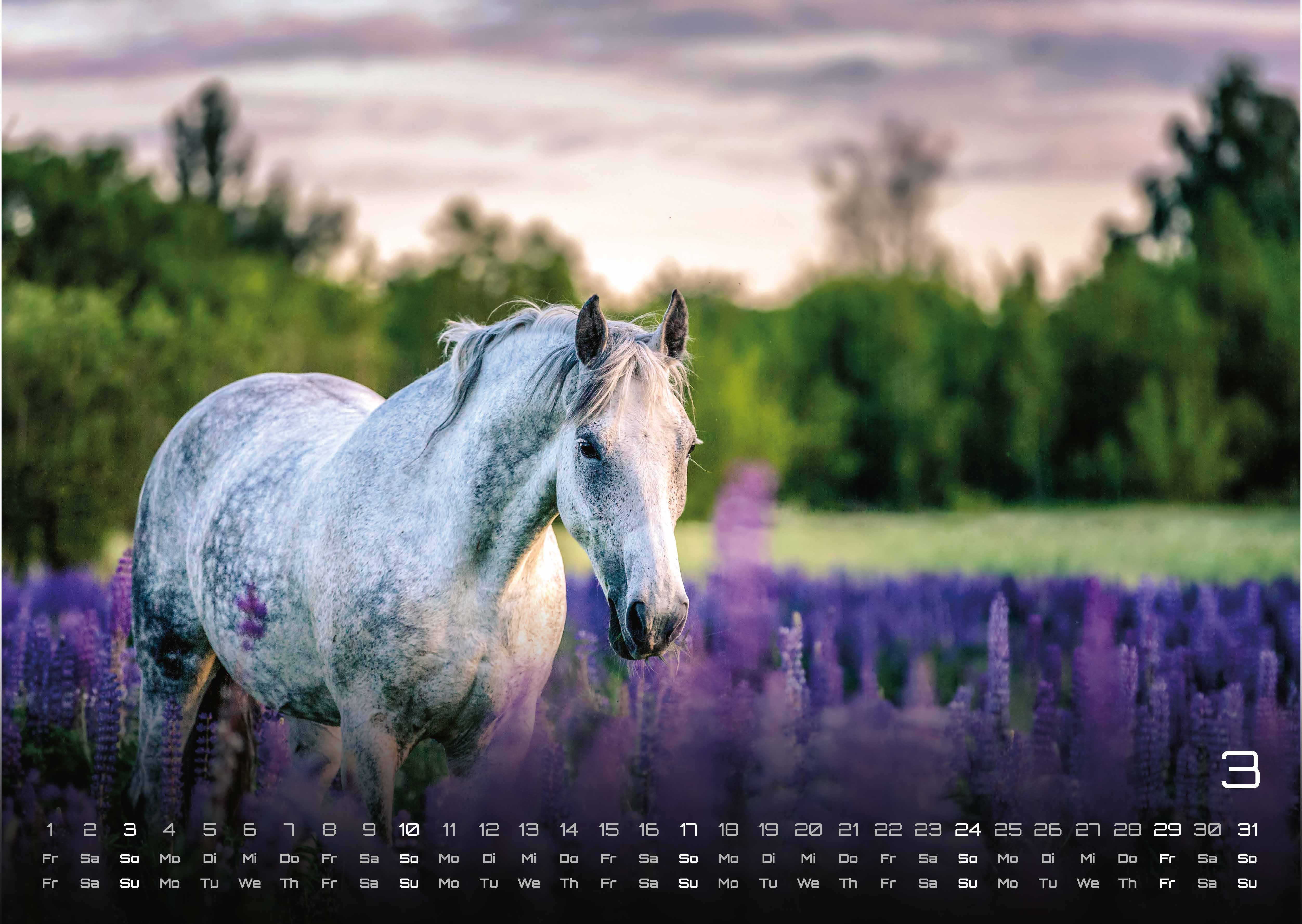 Pferdegeflüster - Der Pferdekalender - 2024 - Kalender