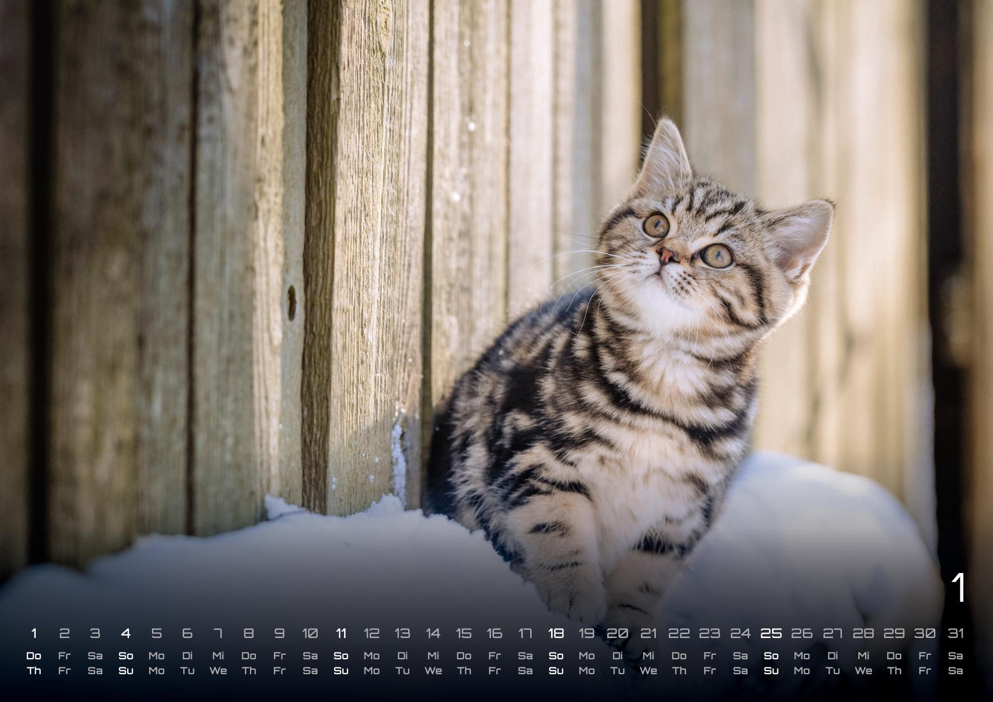 GPF-CATKID26_page_2
