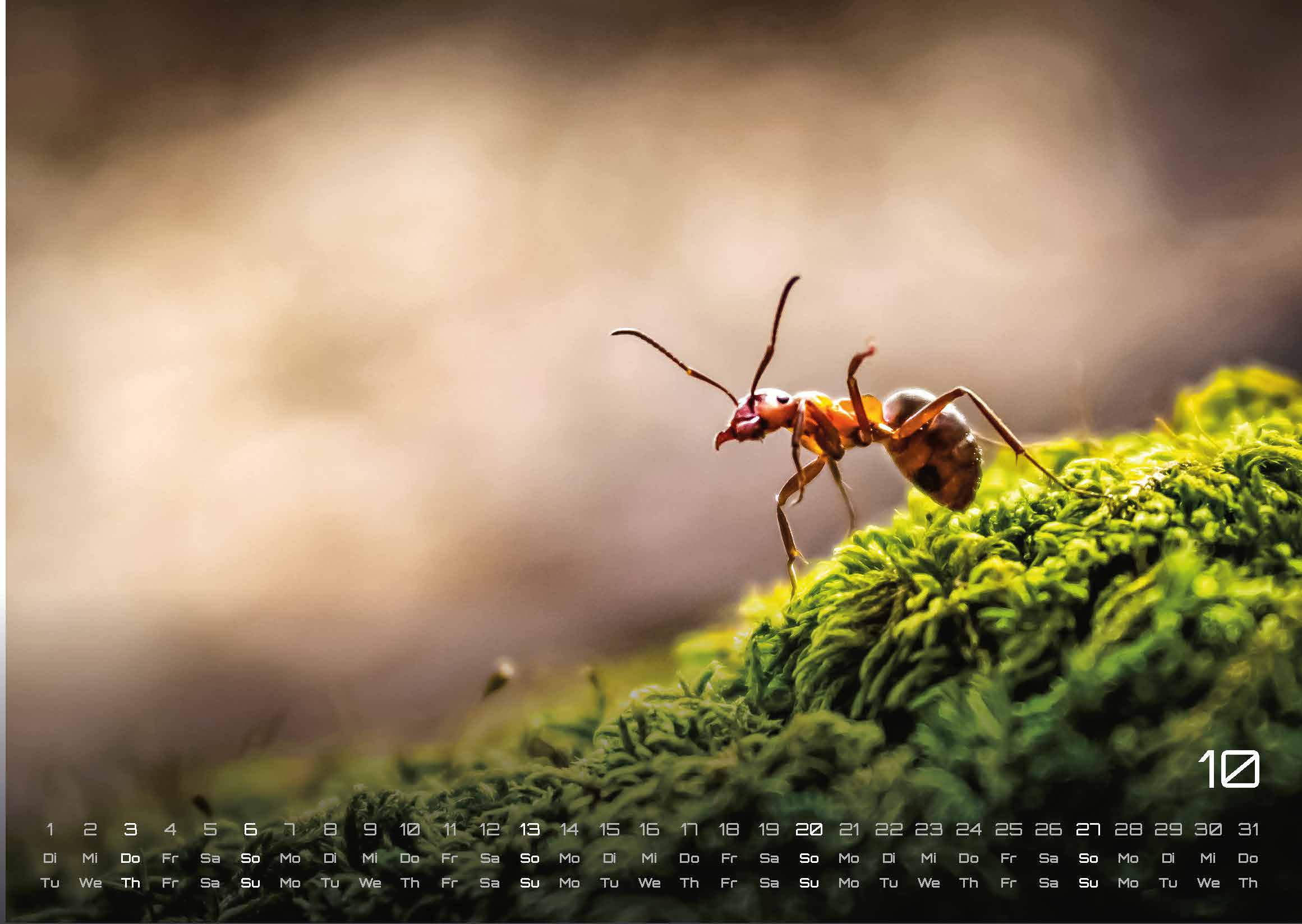 Waldtiere - Heimische Waldbewohner - Der Tierkalender - 2024 - Kalender