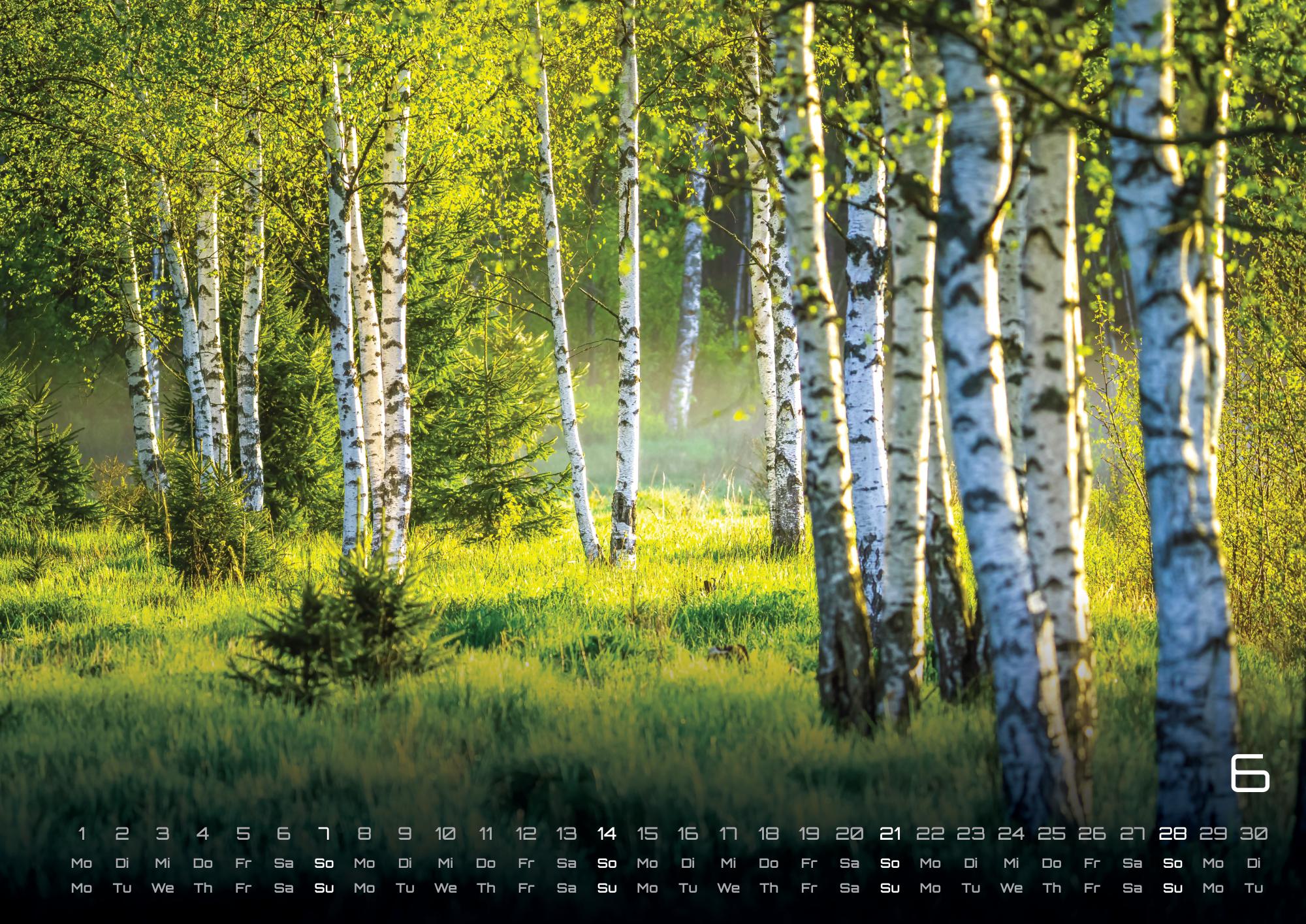 GPF-WALD26_page_7