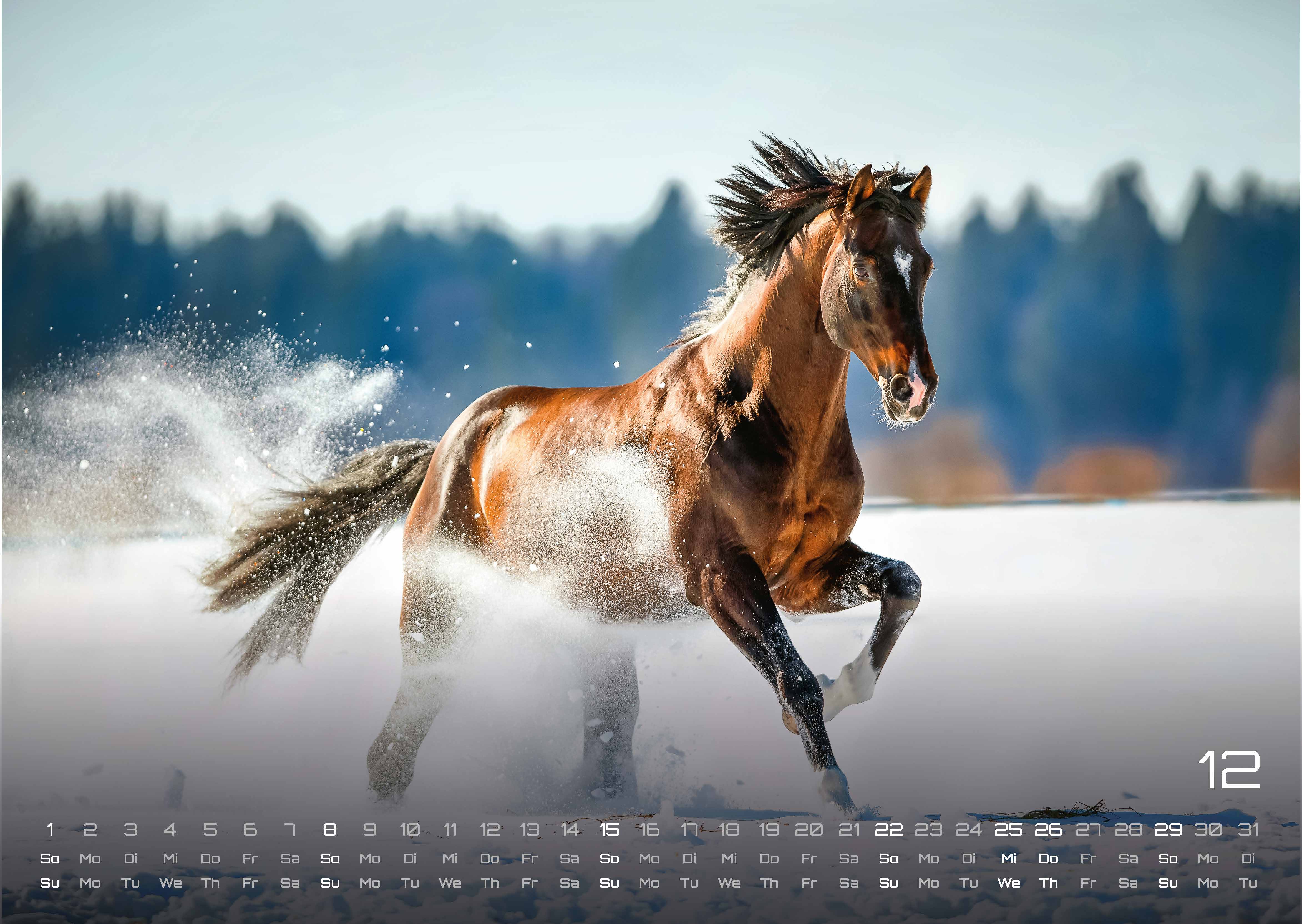 Pferdegeflüster - Der Pferdekalender - 2024 - Kalender