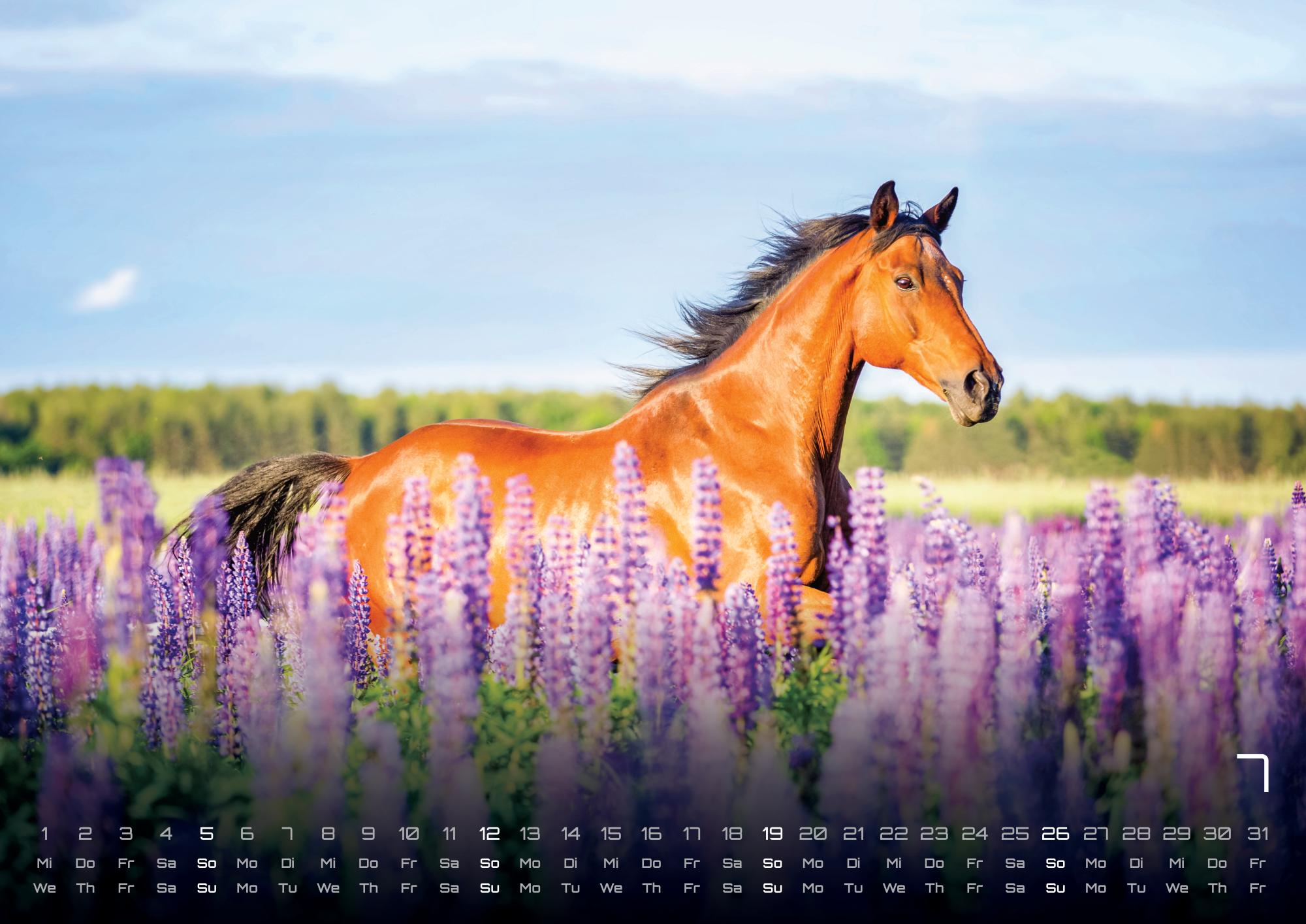 GPF-HORSE26_page_8