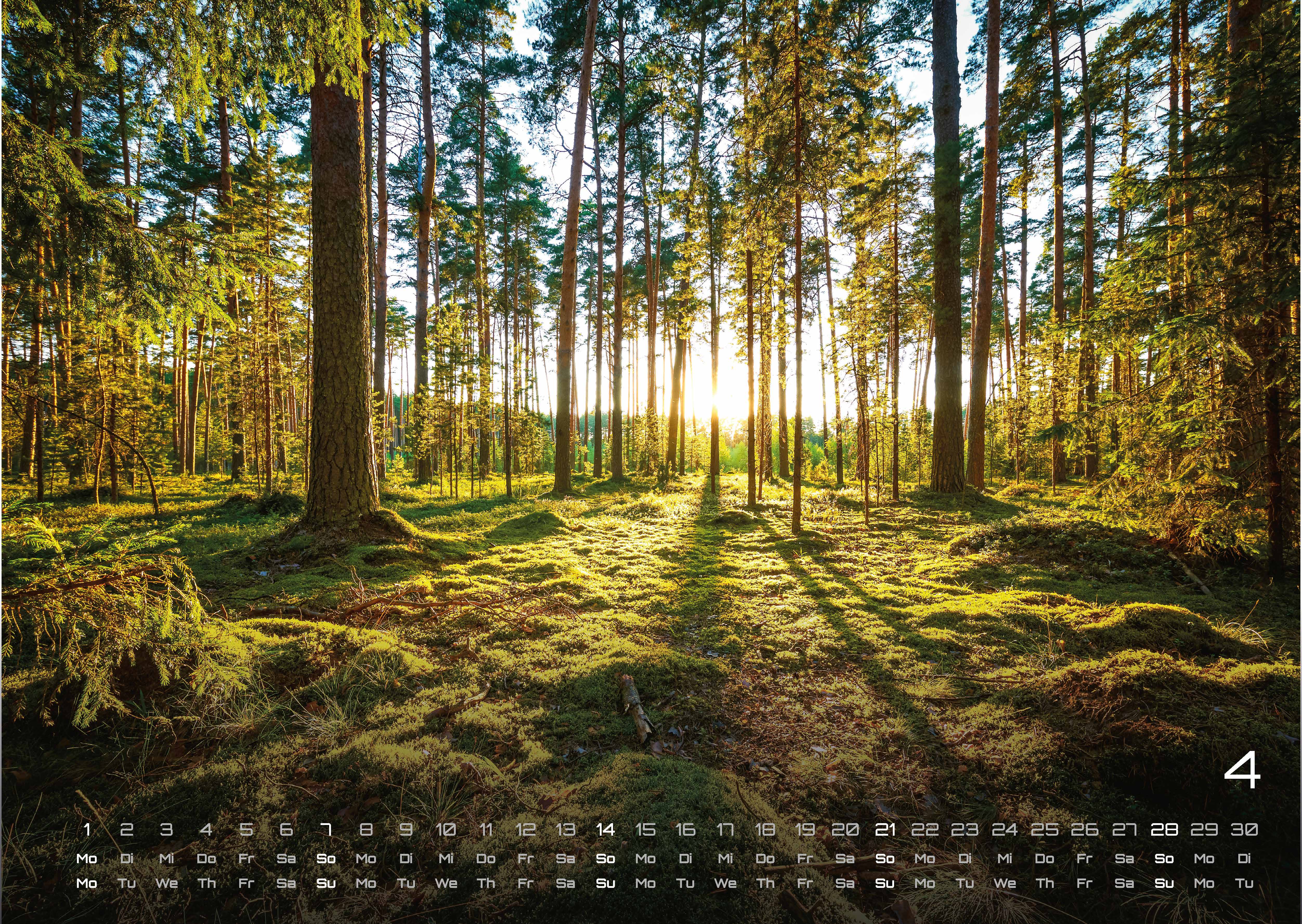 Wald - Erholung für Mensch und Tier - 2024 - Kalender