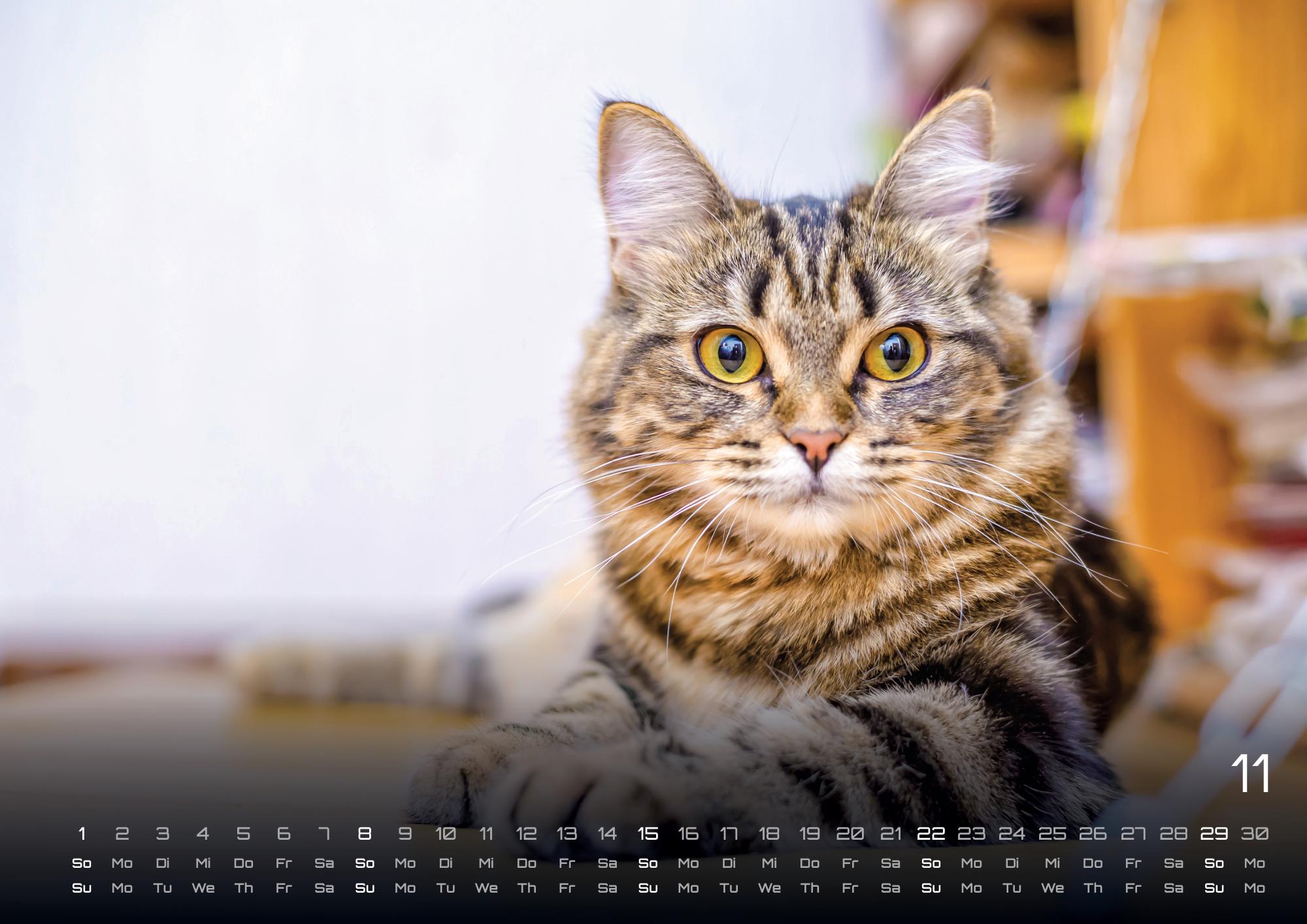 GPF-CAT26_page_12