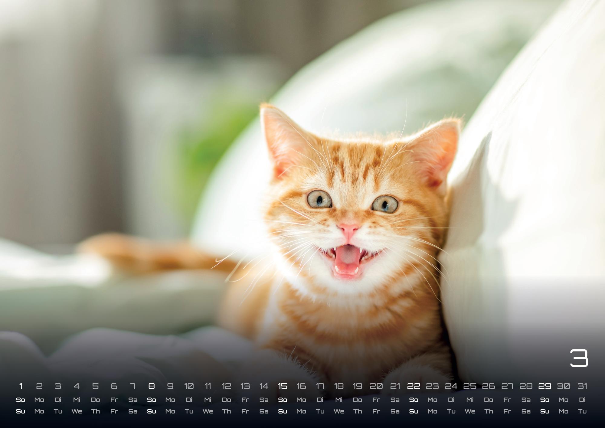 GPF-CATKID26_page_4