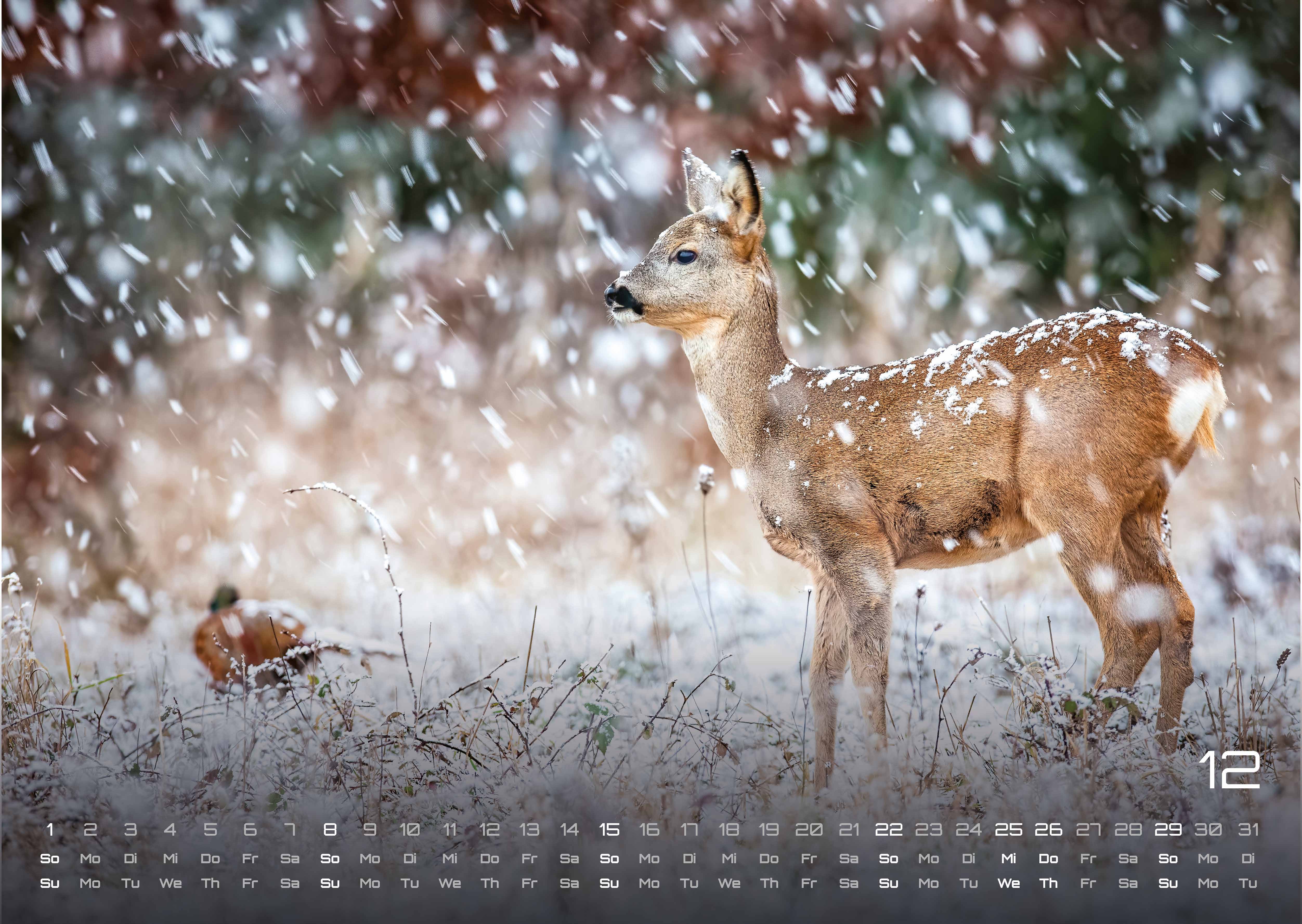 Waldtiere - Heimische Waldbewohner - Der Tierkalender - 2024 - Kalender