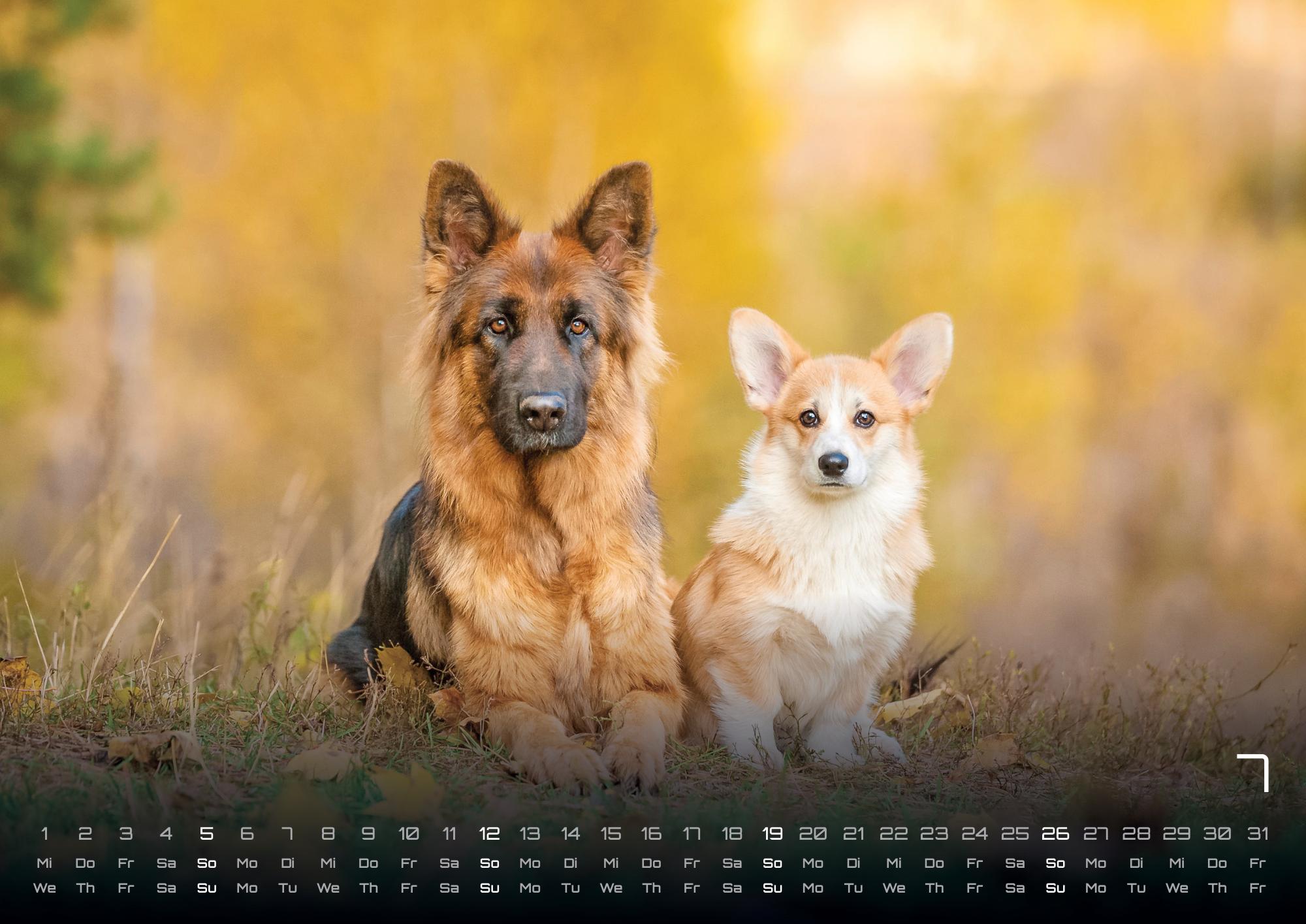 GPF-DOG26_page_8
