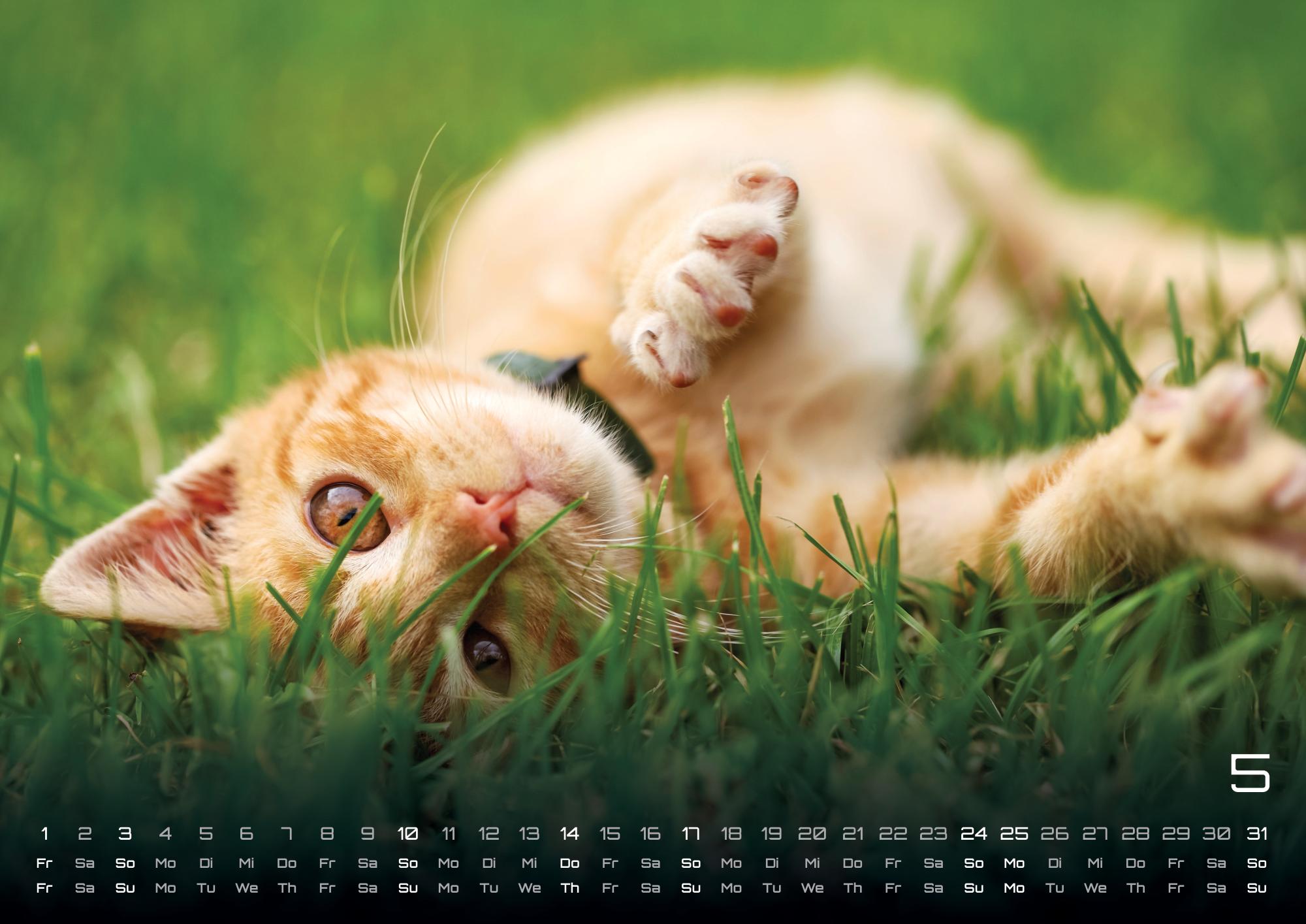 GPF-CATKID26_page_6